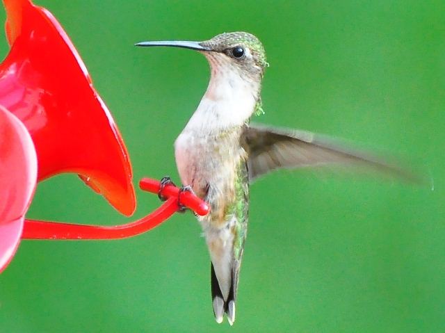 Ruby-throated Hummingbirds